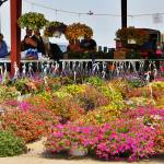 Fresh Flowers near Cincinnati at Caesar Creek Flea Market