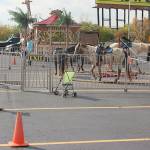 Traders World Petting Zoo | Pony Rides