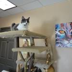 Kitty Brew Cafe | Mason, OH