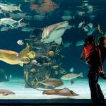 Family fun at Newport Aquarium
