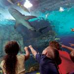 Glass tunnel under shark tank | Newport Aquarium