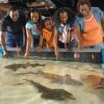 Stingray tank at Newport Aquarium