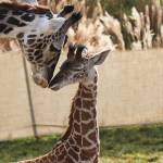 Cincinnati Zoo & Botanical Garden | Giraffe with baby