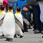 Penguins at the Cincinnati Zoo