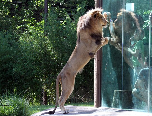 Lion | Cincinnati Zoo & Botanical Garden