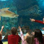 Newport Aquarium | Learn about sea turtles