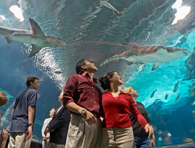 Newport Aquarium | Newport, Kentucky