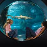 Shark tank glass bubble | Newport Aquarium