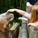 Kids petting camel | petting zoo | Cincinnati Zoo & Botanical Garden