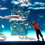 Fun for kids near Cincinnati, Ohio at Newport Aquarium