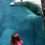 Polar Bear swimming | Cincinnati Zoo & Botanical Garden