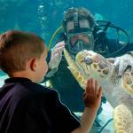 Scuba Diving with sea turtles | Newport Aquarium