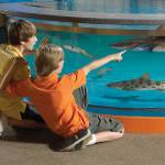 Newport Aquarium shark tank