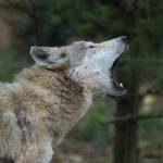 Wolf Howling | Cincinnati Zoo & Botanical Garden