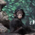 Baby Chimpanzee at the Cincinnati Zoo & Botanical Garden