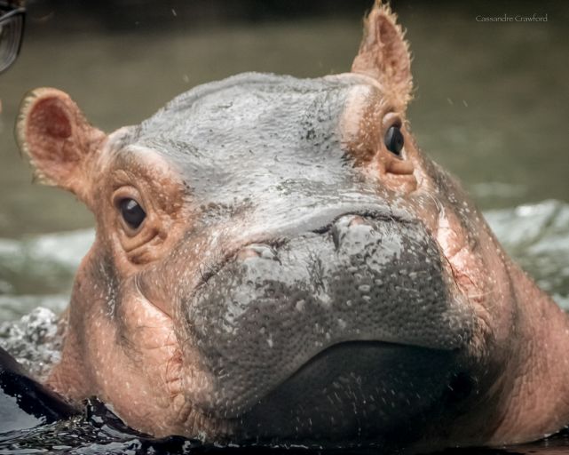 A New Family’s Guide to the Cincinnati Zoo Warren County Ohio's