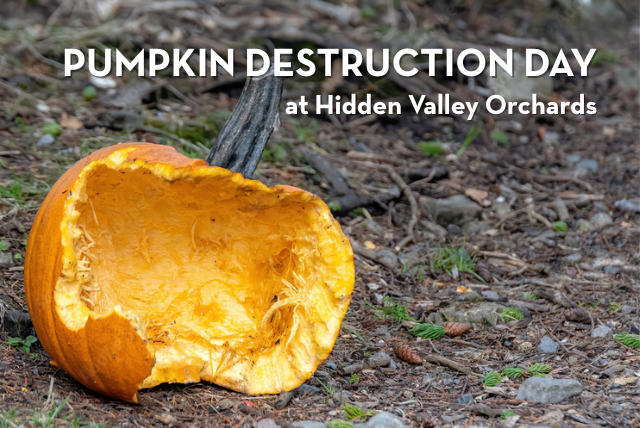 Pumpkin Destruction Day at HVO