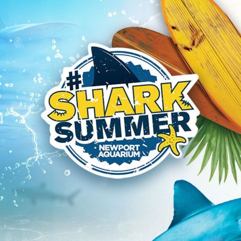 Shark Summer at Newport Aquarium