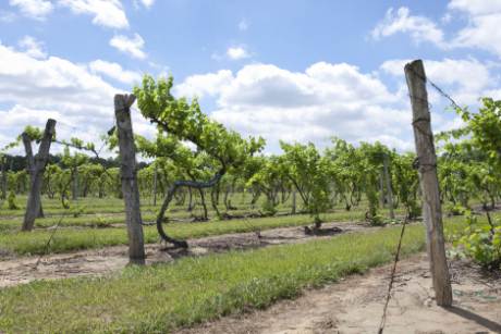 Valley Vineyards Winery & Brewery