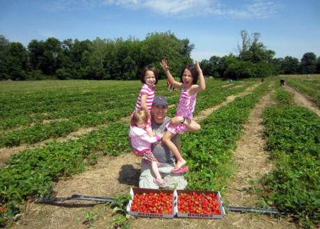 Strawberry picking at Blooms & Berries